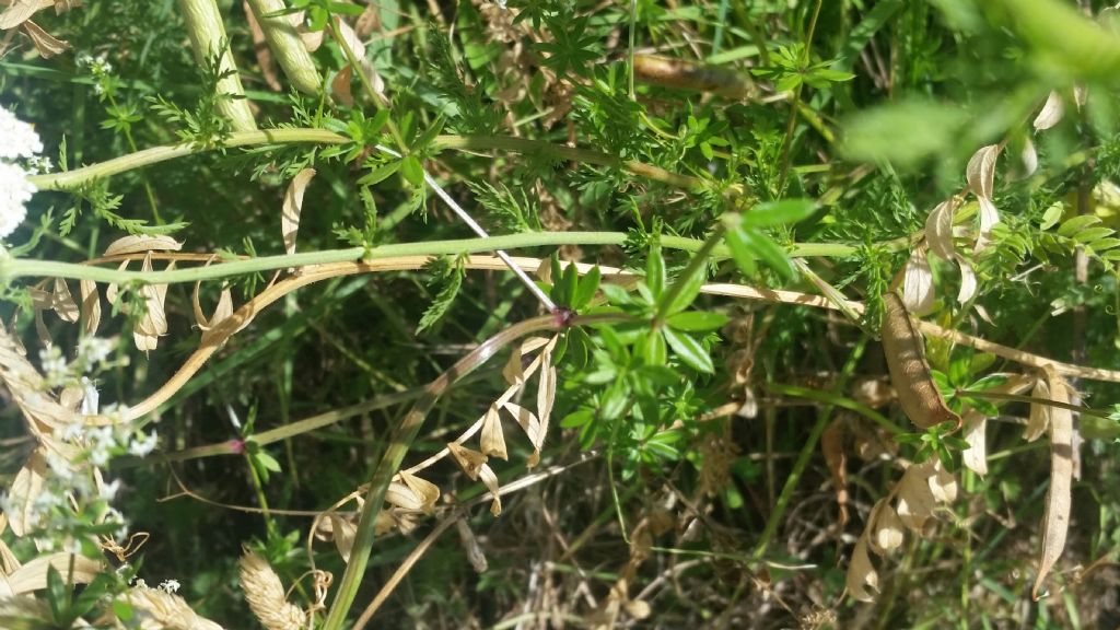 Cos''� 6? Achillea sp.